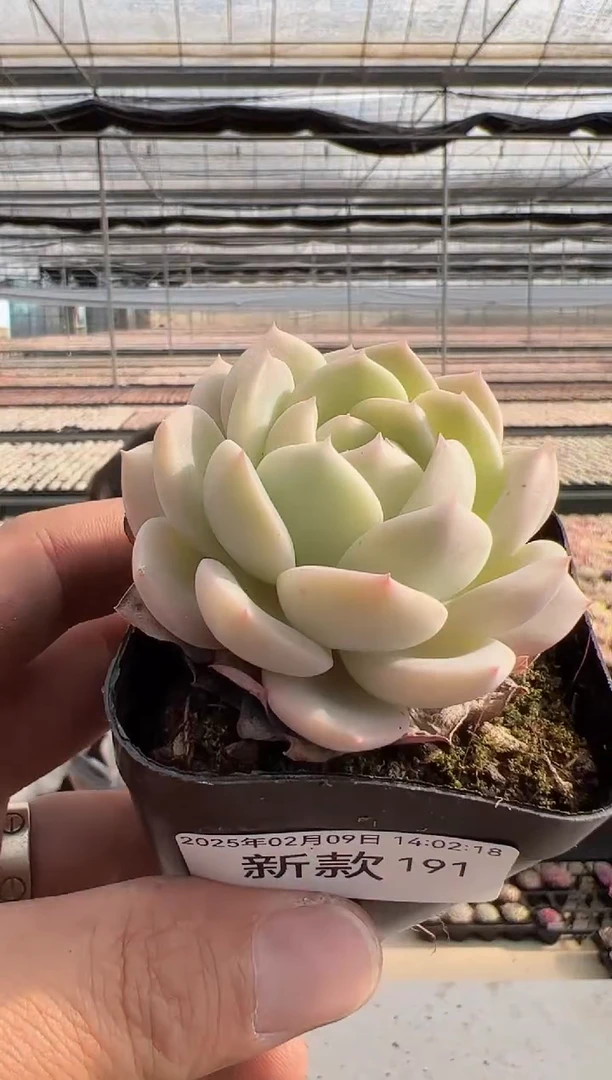 【闪购商品】新款多肉-191