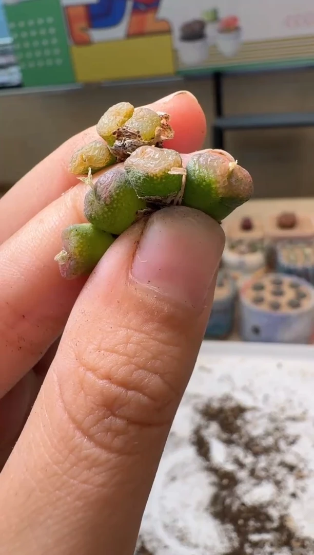 多肉植物肉锥10.8-112