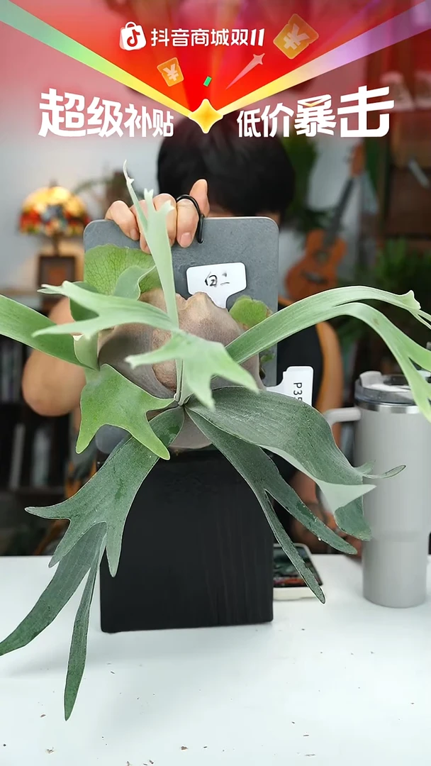 不开花植物P351-白二歧鹿角蕨