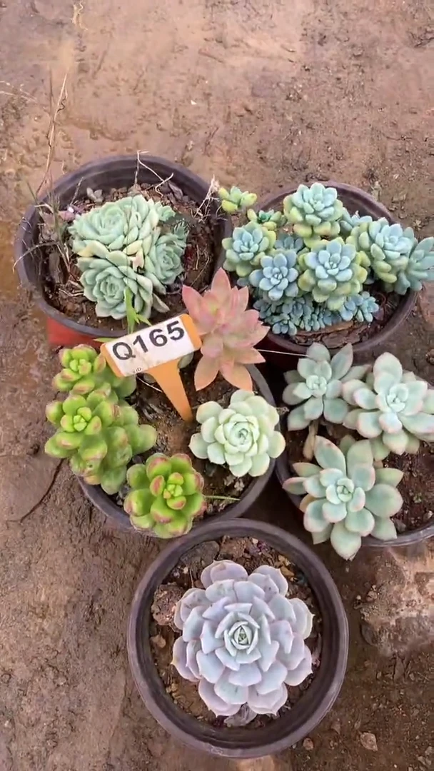 Q165多肉组合默认脱土发货