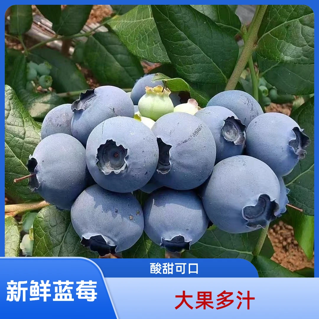 新鲜蓝莓特大果18mm➕以上新鲜多汁酸甜花青素100g/盒孕妇水果顺丰
