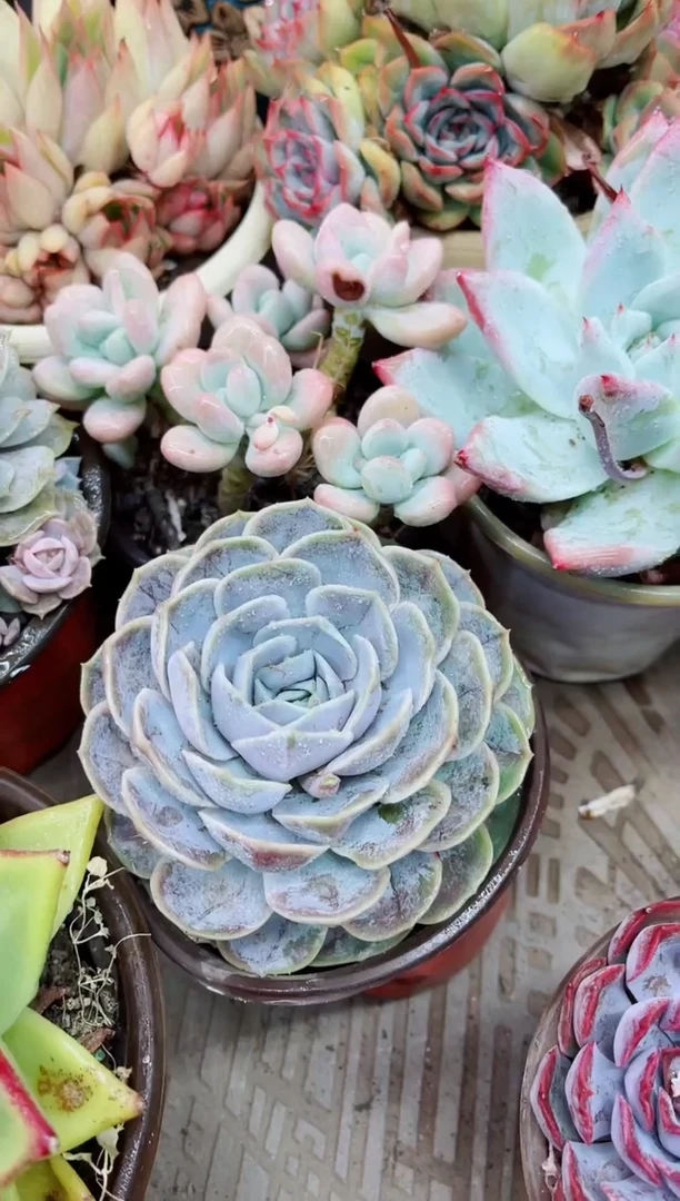 10002多肉植物一物一拍