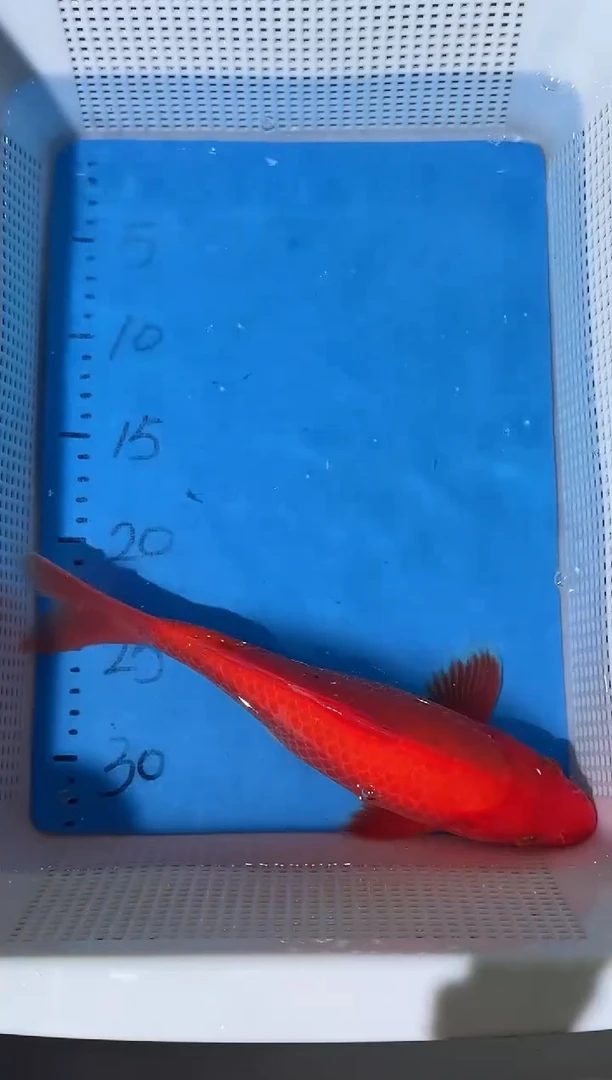 锦鲤拍开箱视频和爆氧视频包售后轻微开叉掉鳞可恢复介意勿拍