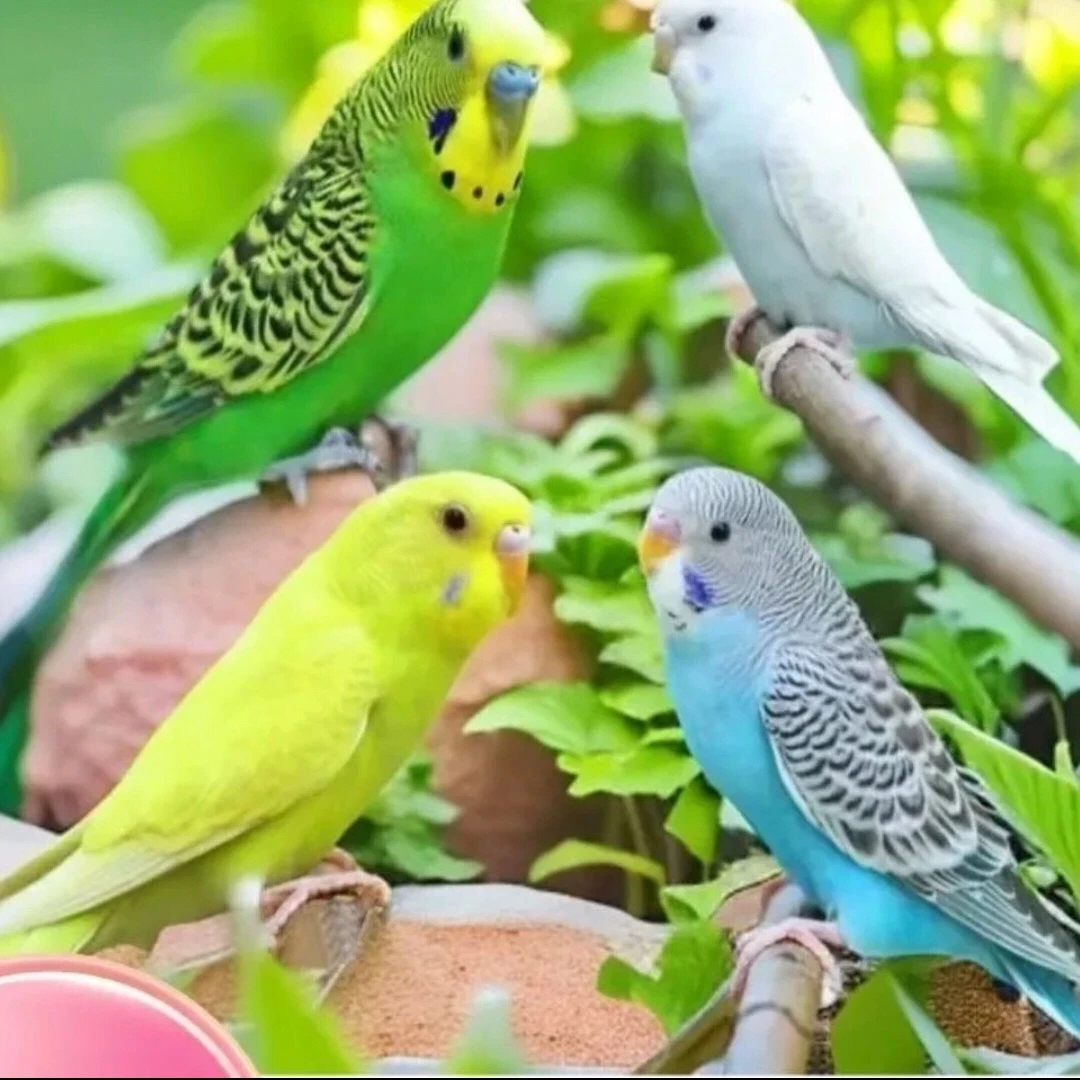 两只虎皮鹦鹉任选颜色+鸟笼+五斤鸟食