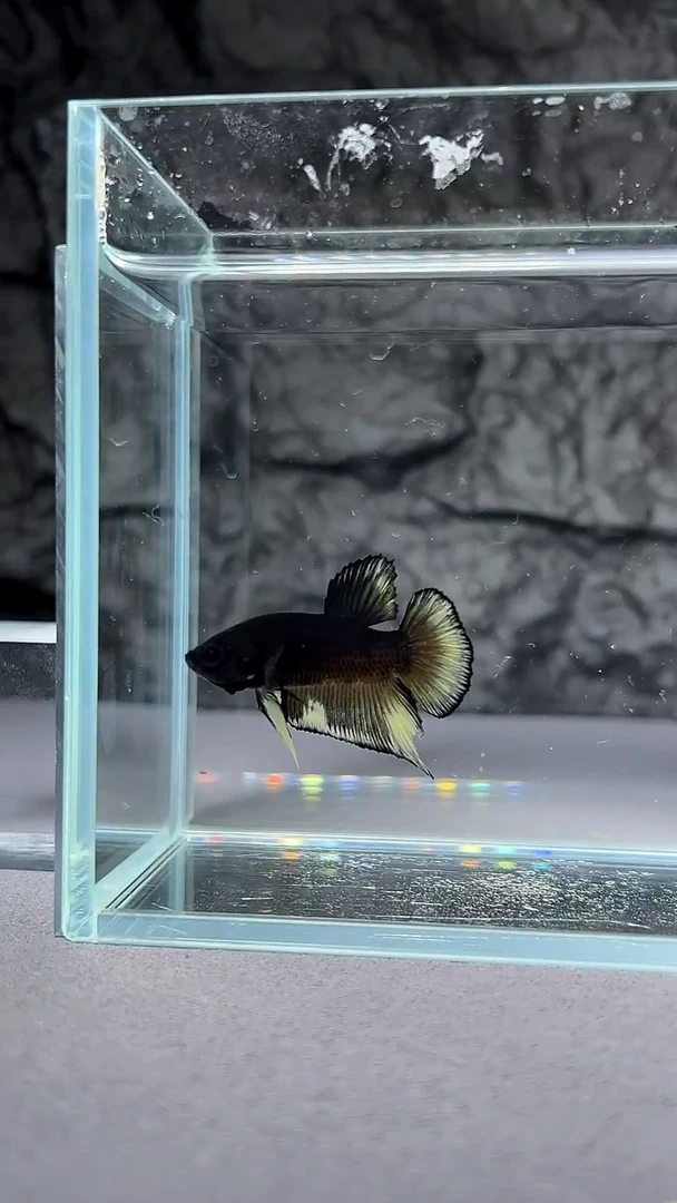 斗鱼竞拍链接S081