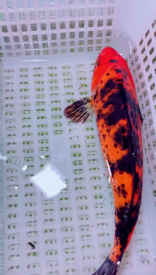 锦鲤血统锦鲤全场包邮137