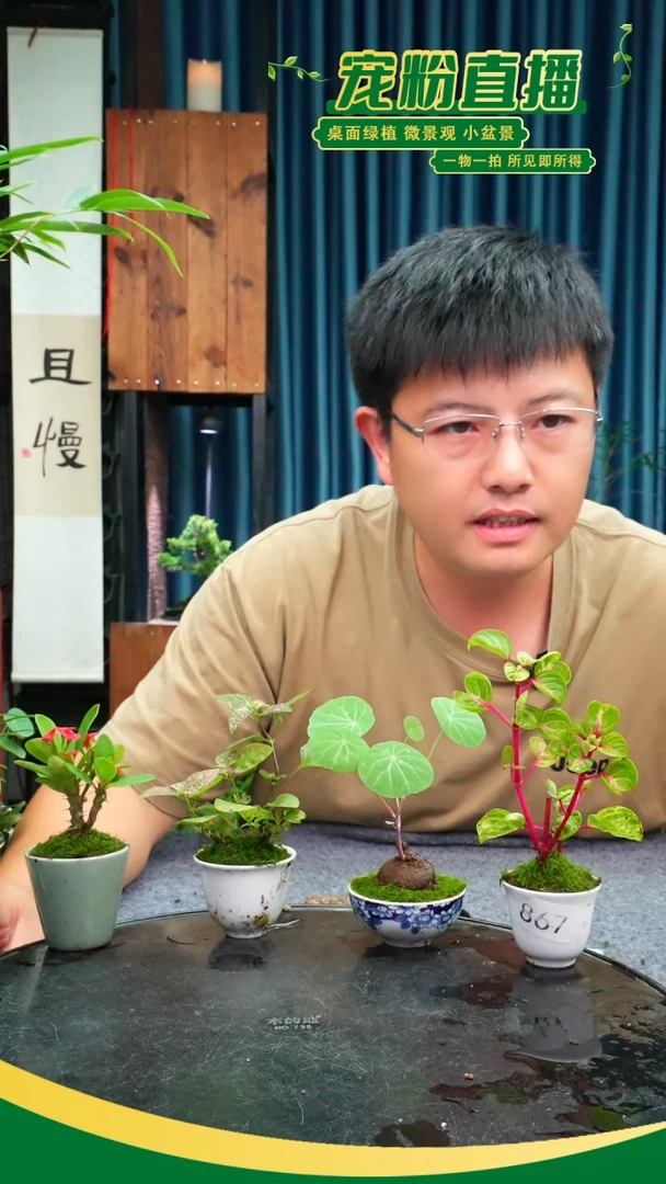 无花朵叶**坊苔藓微景观867号