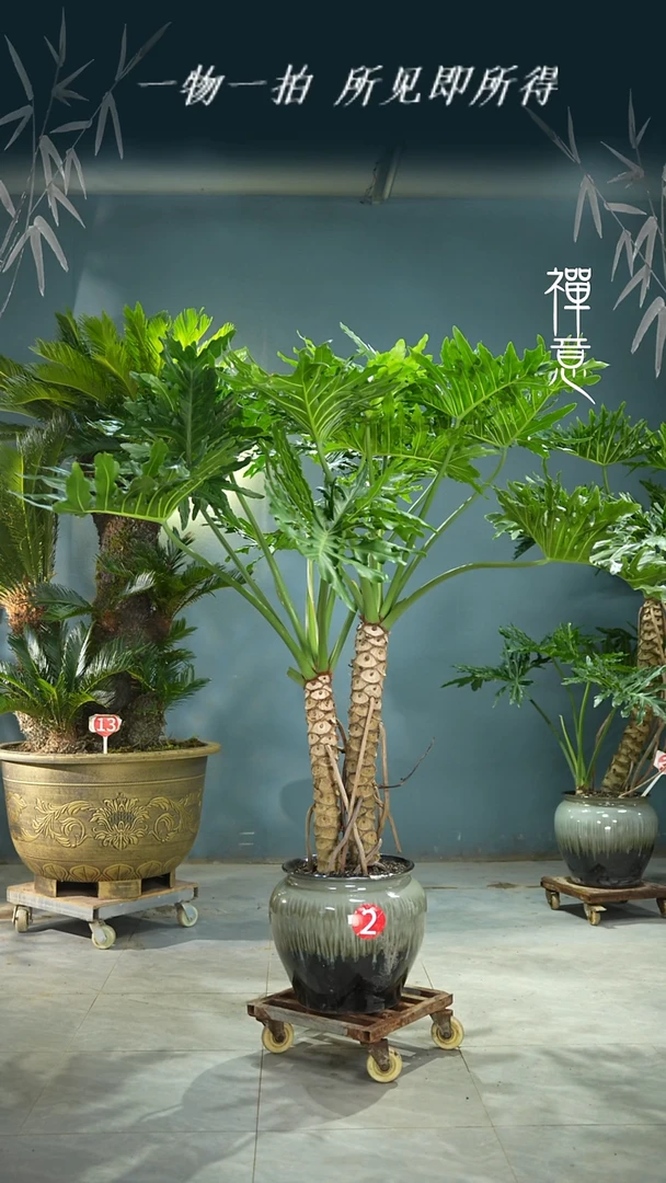 无花朵用****75458498