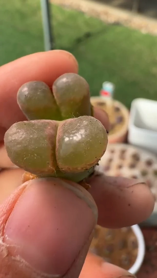 美丽的肉石头10-195