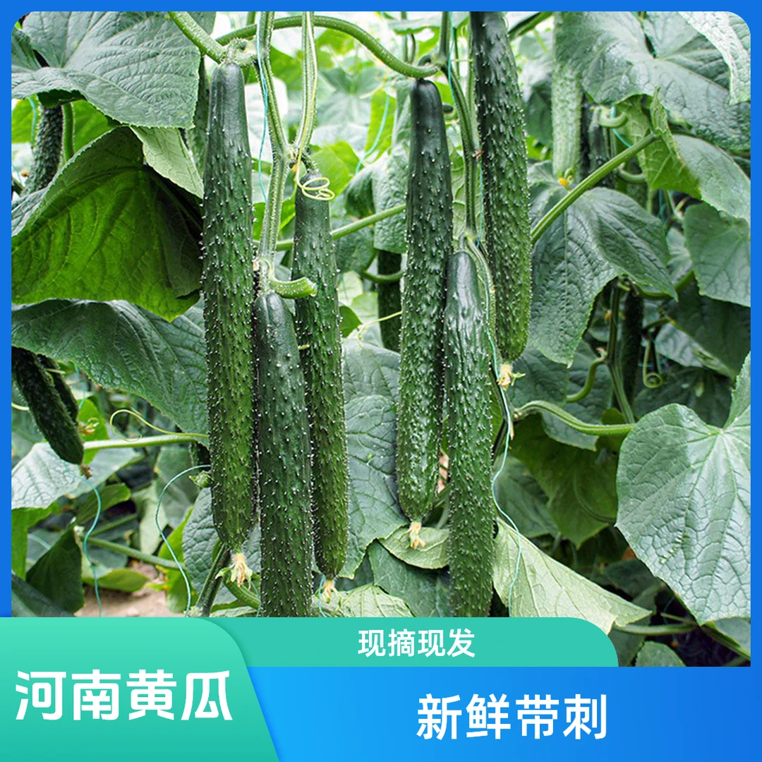 河南老品种黄瓜本地新鲜带刺黄瓜青皮绿瓤现摘现发黄瓜
