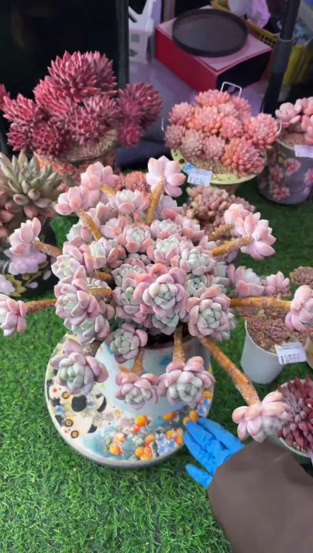 昆明印象多肉6175