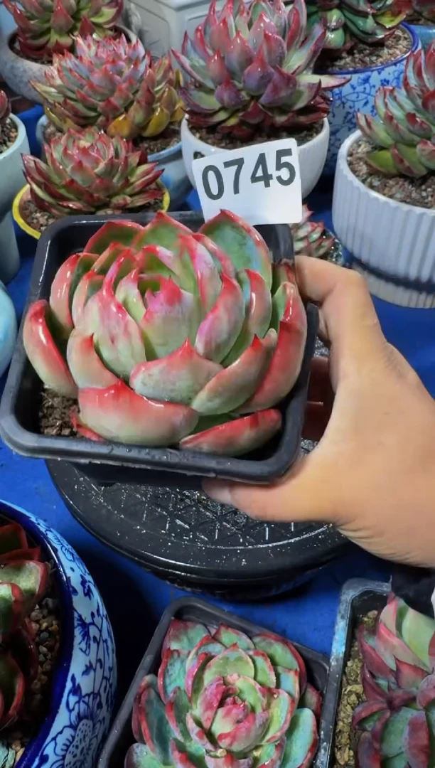 【闪购商品】0745惊鸿仙子（裸根发货）