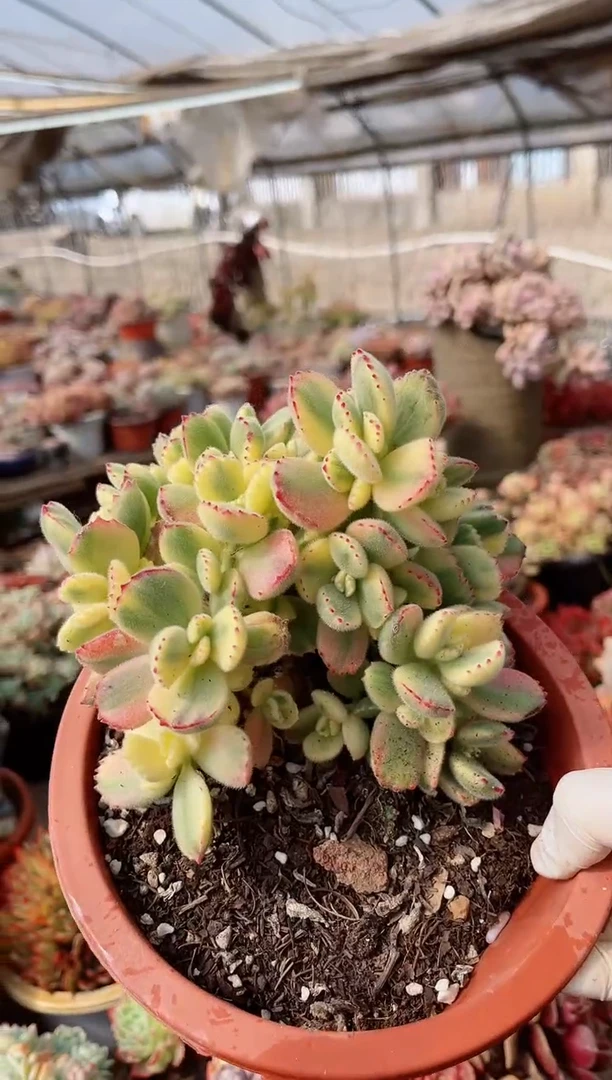 【闪购商品】06303