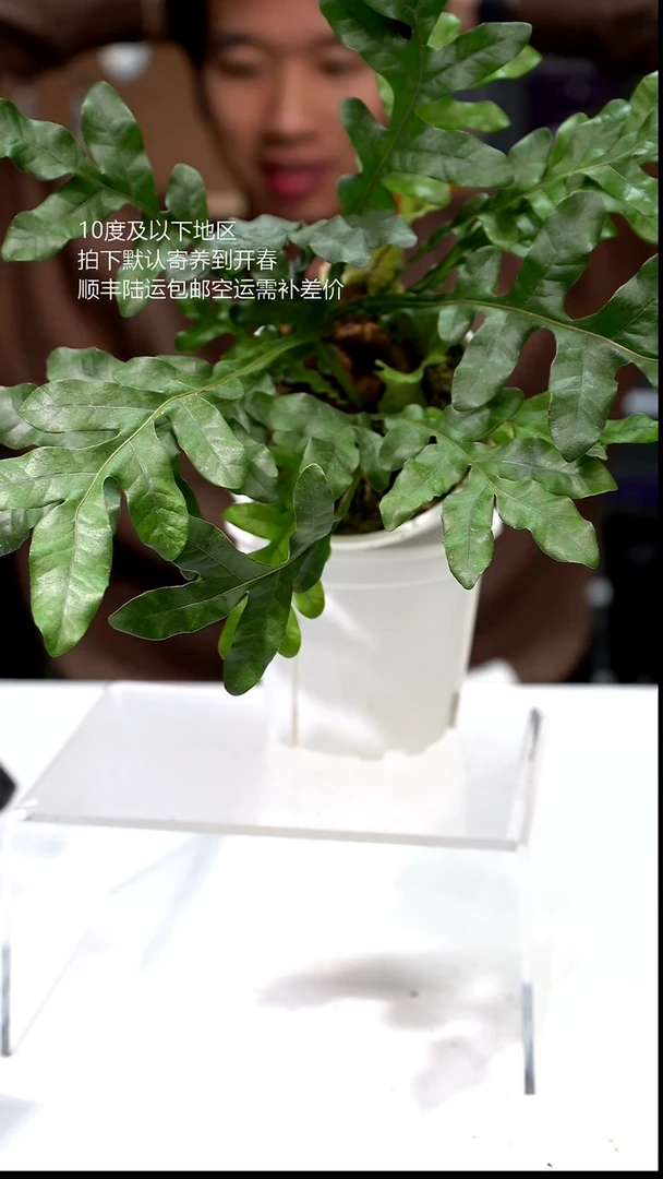 完全开放069-侏儒团叶斛蕨