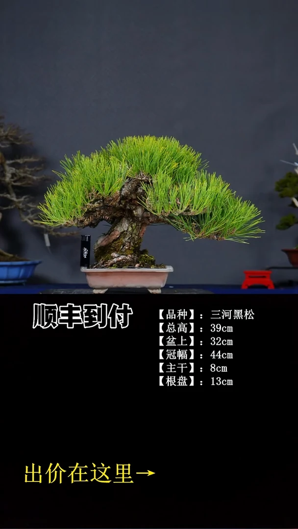 无花朵三河黑松 不包邮