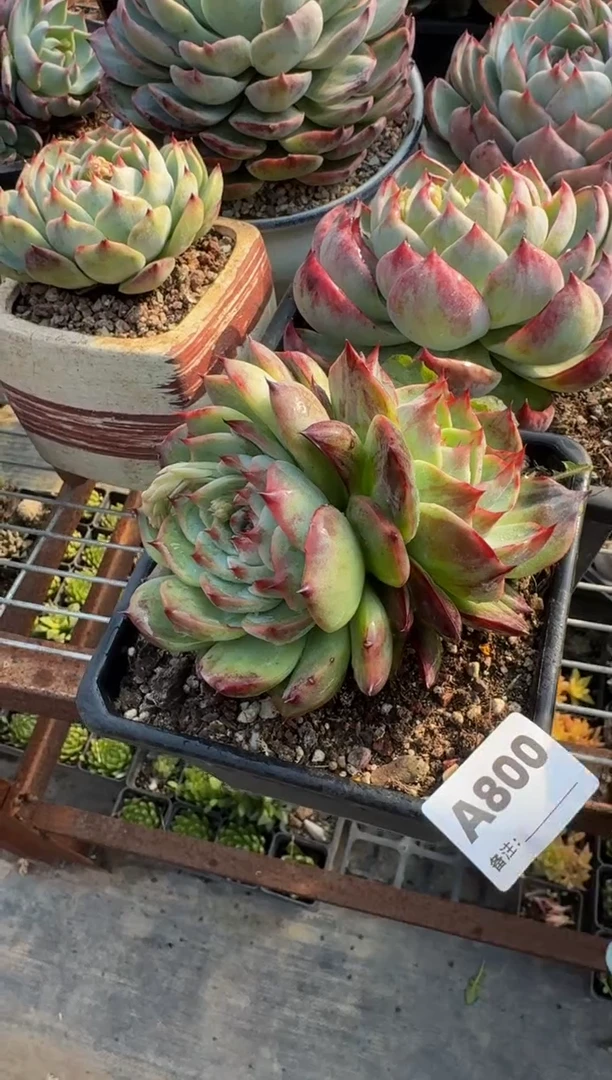 【闪购商品】A800惊鸿仙子（裸根发货）（不包整）