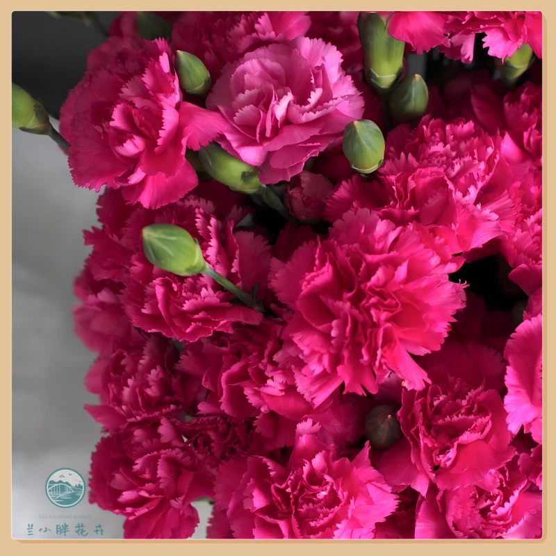 【兰小胖】精选-桃红 多头康乃馨20枝装 超长花期 顺丰发货