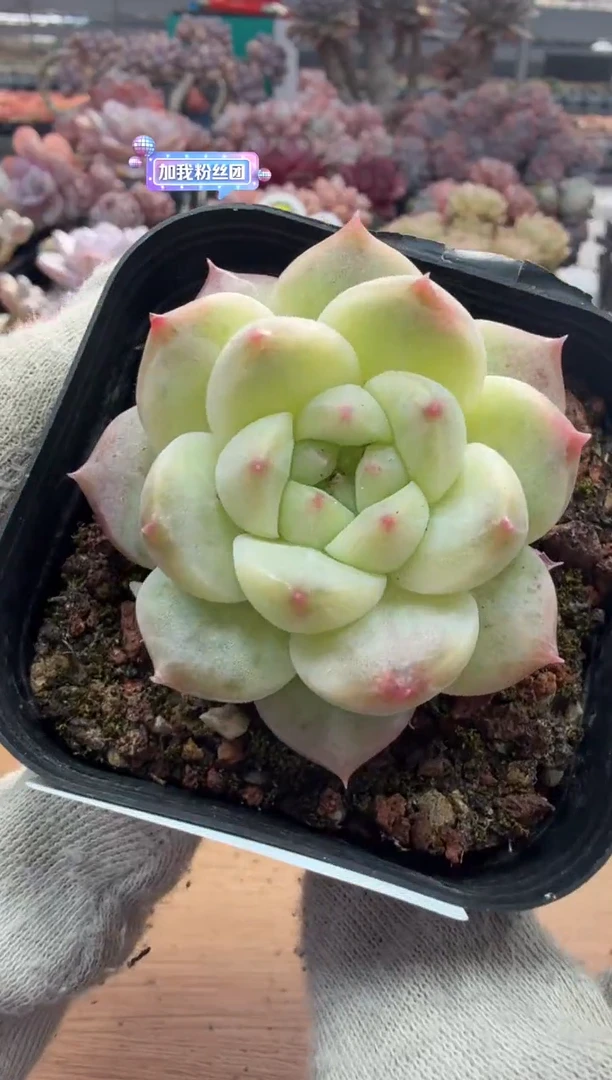 东云多肉园三店-03