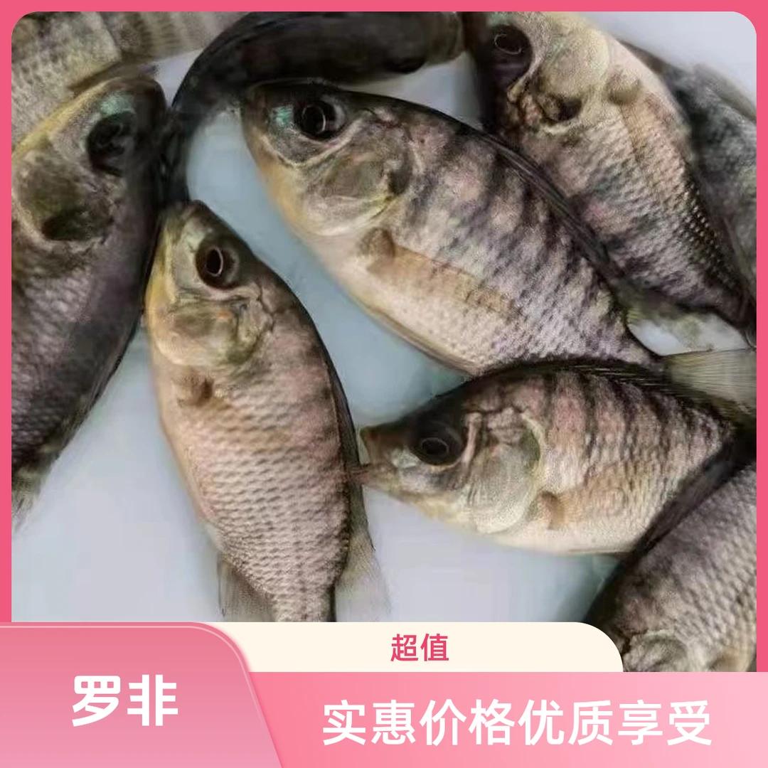 广州罗非鱼海南壹号好养吃草鱼场地直发  淡水水族活体宠物观赏鱼