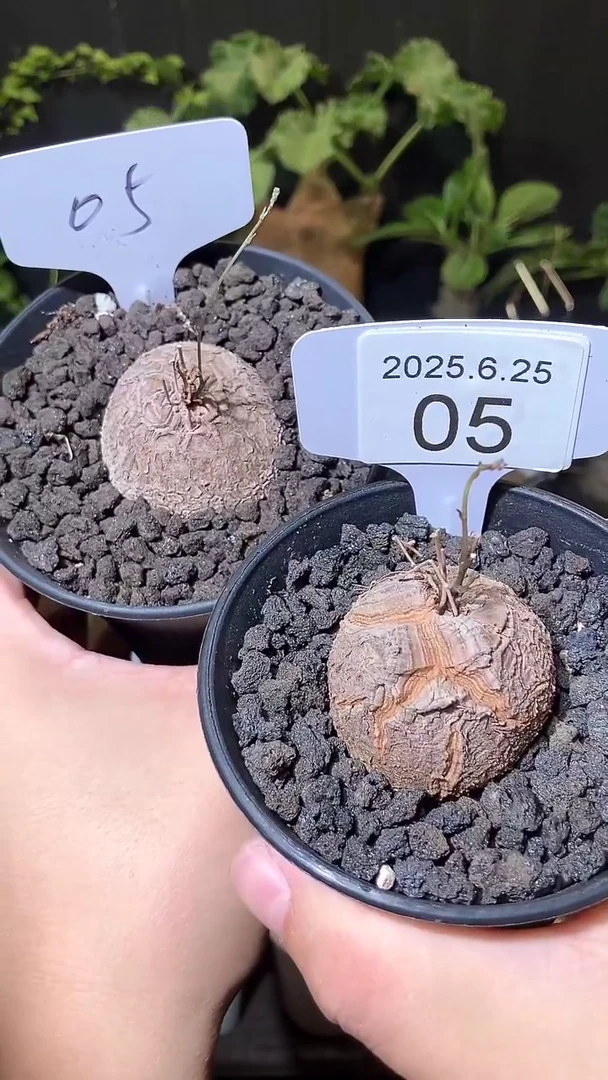 05号625福利南非龟甲龙买1送1个