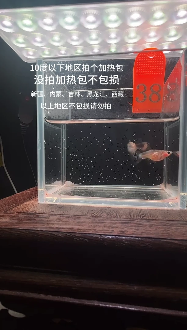 孔雀鱼粉猫短体孔雀鱼38