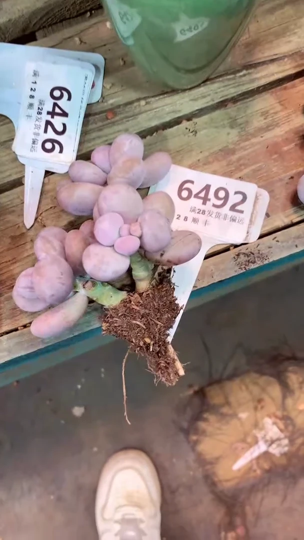 6492 一物一拍，精品多肉，w所见即所得 ）