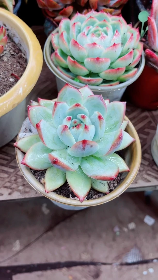 云***105014多肉植物一物一拍