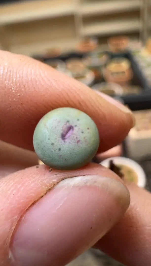 【闪购商品】3-242