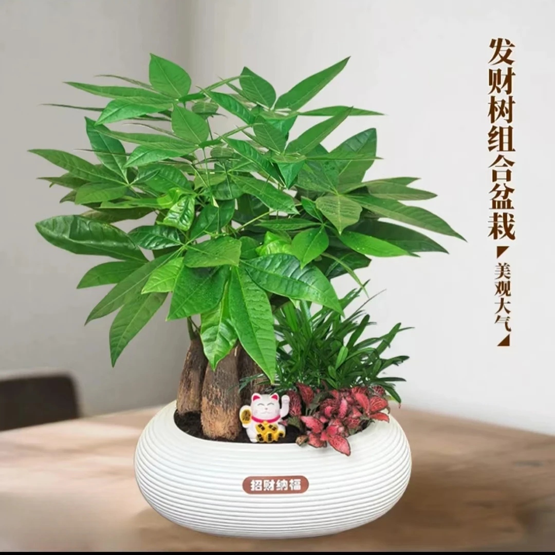 发财树九里香组合盆栽30至40CM办公桌面好养常青绿植