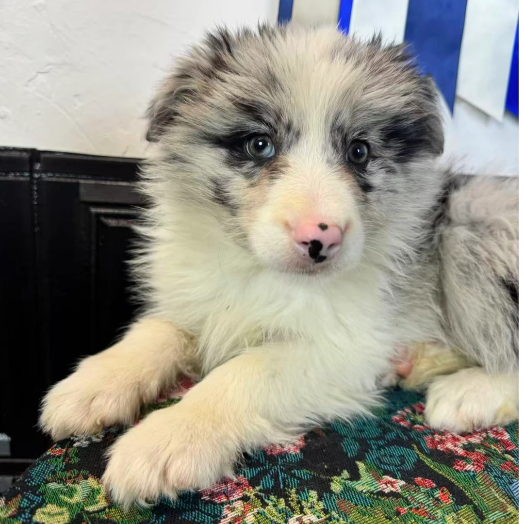 【严选】陨石色边牧纯种狗狗宠物幼崽全色系包健康有保障