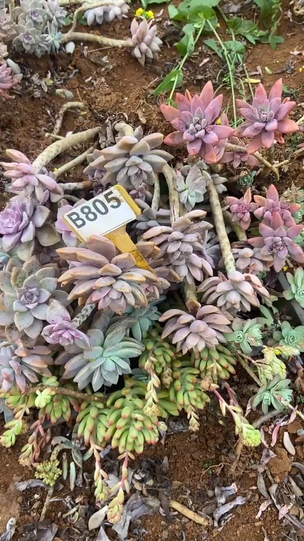 【闪购商品】B805清风花木兰多肉组合