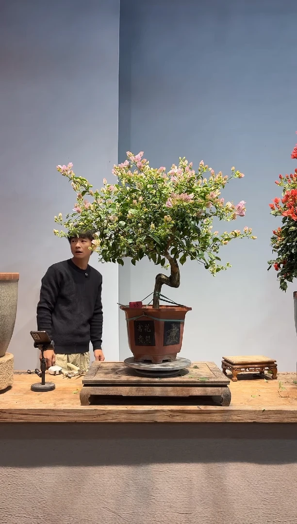 全部花朵?三角梅33