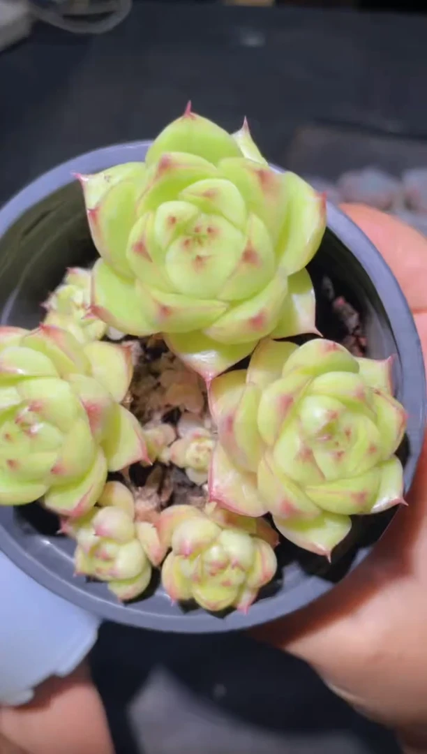 139 麦秆  量拍随机拍