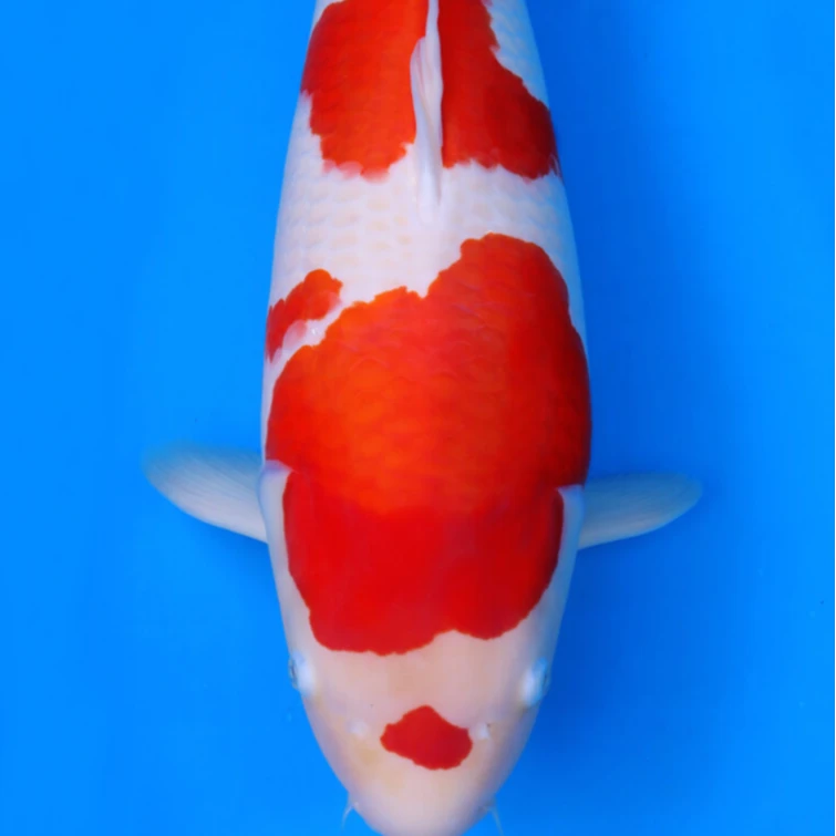 巅峰锦鲤优选专用