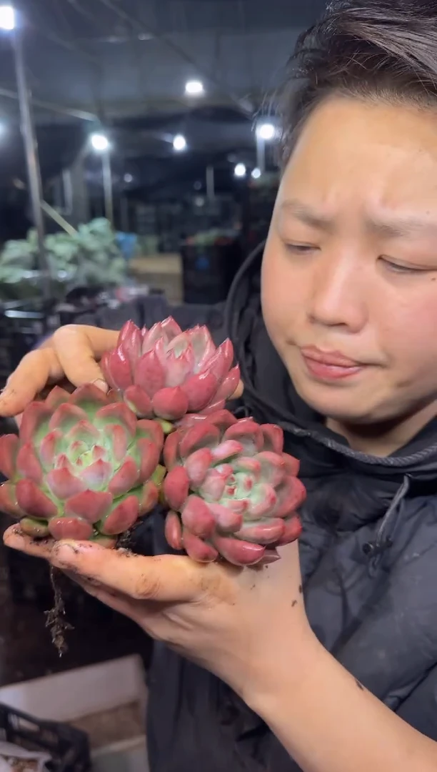 婚戒3颗     5
