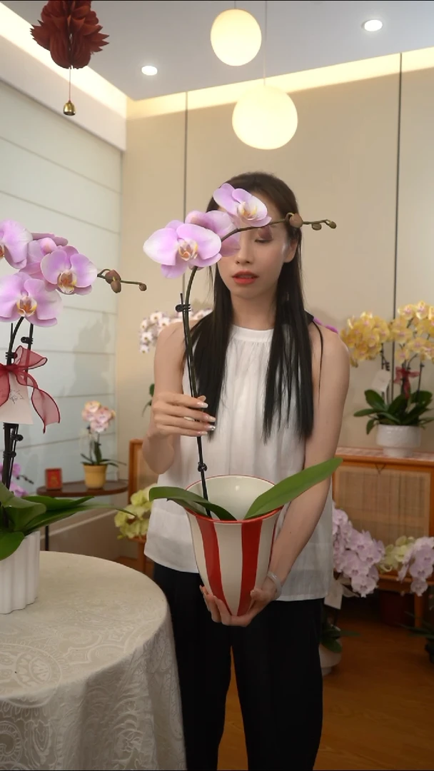 大部分花苞少量开放粉红宝贝 单梗1颗+红色条纹陶瓷盆