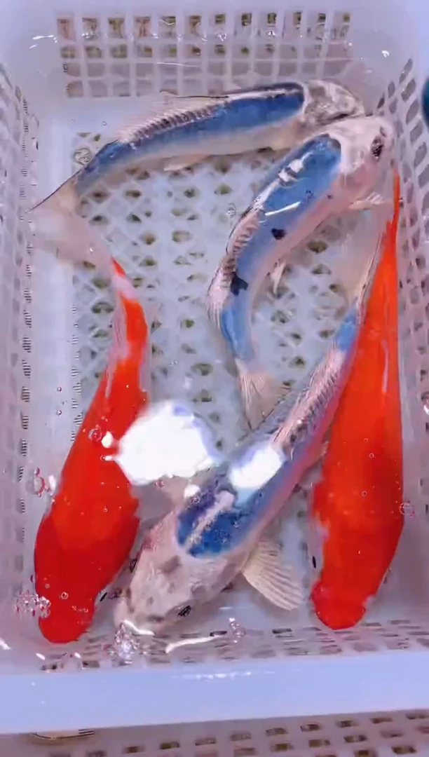 锦鲤冷水观赏鱼全场包邮95