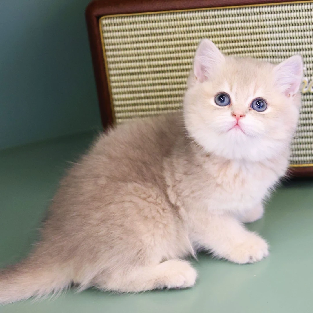 【白爷的猫】蓝金渐层妹妹一只