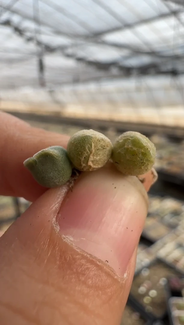 【闪购商品】8-7空蝉ts独家一颗