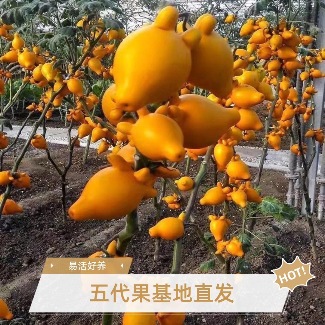 五代果黄金果,乳茄，五指茄，室内观赏喜庆五代同堂黄金果