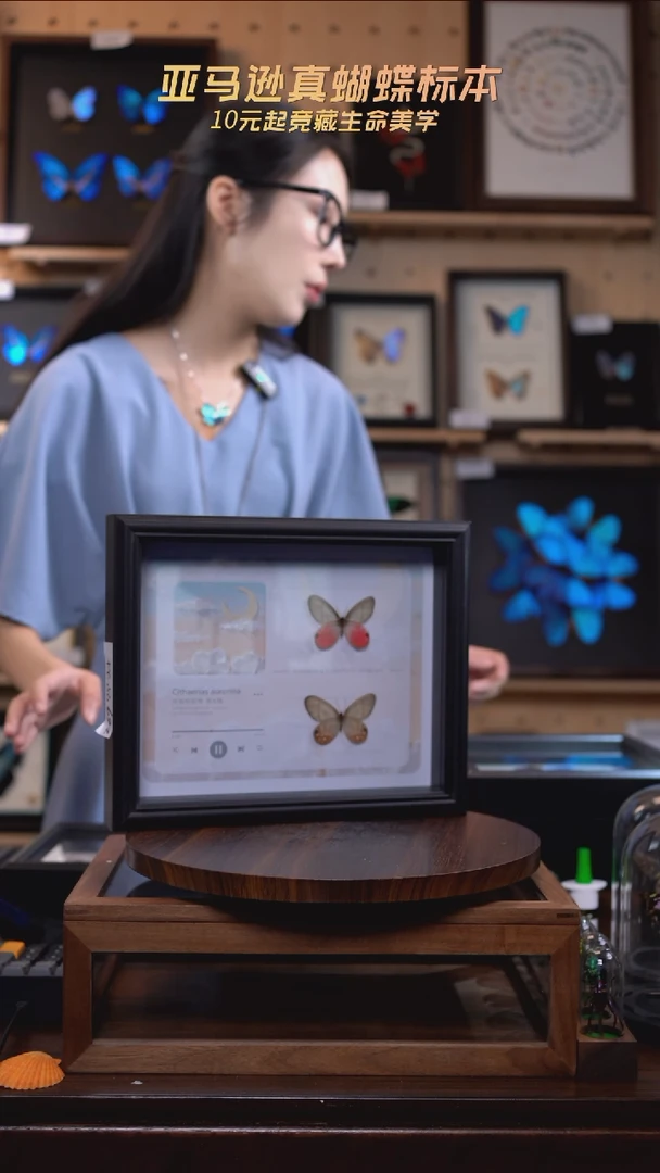 玫瑰绡眼蝶雌雄一对新版