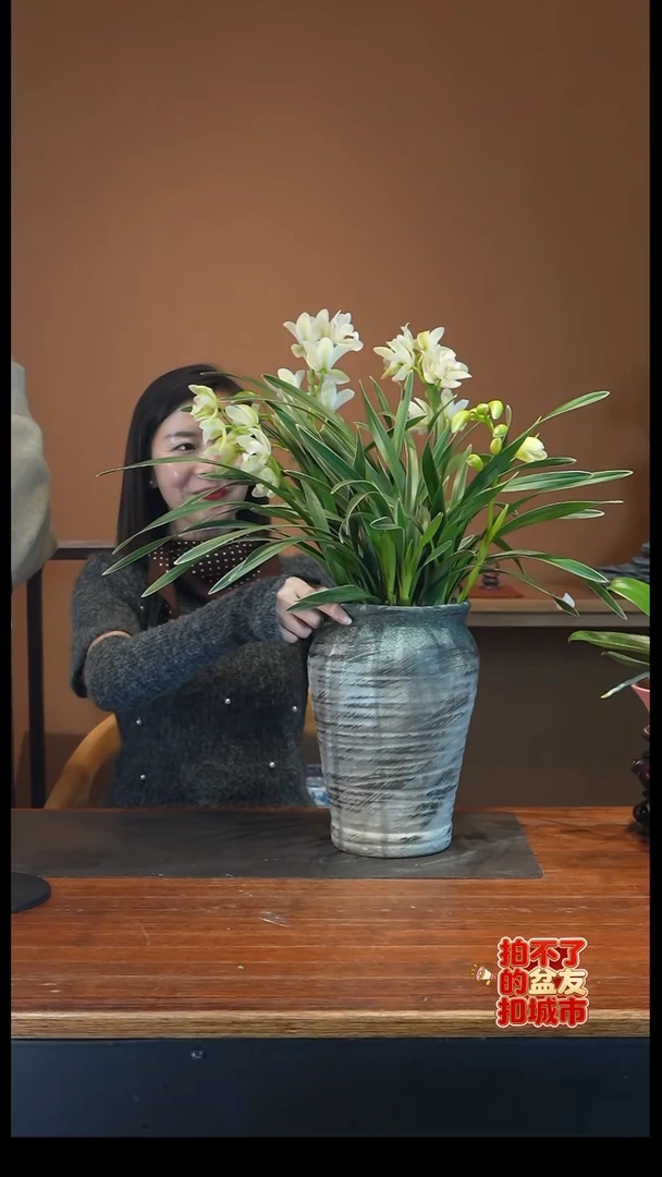 全部花朵盆景盆景