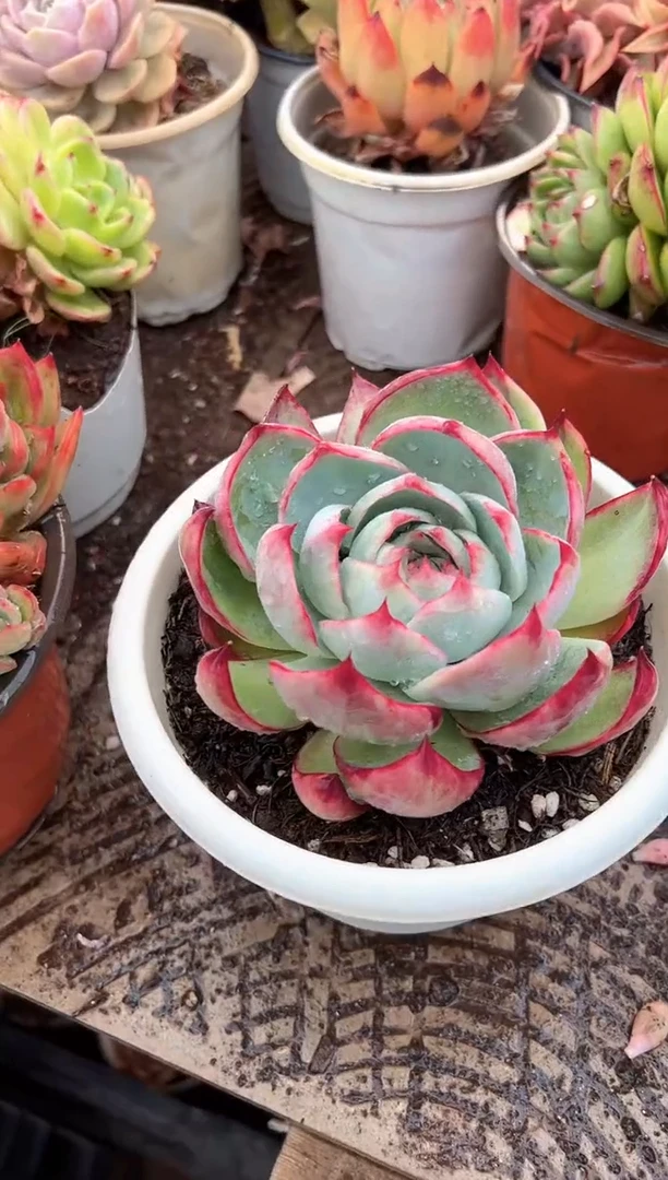 晴****^多肉植物一物一拍03354