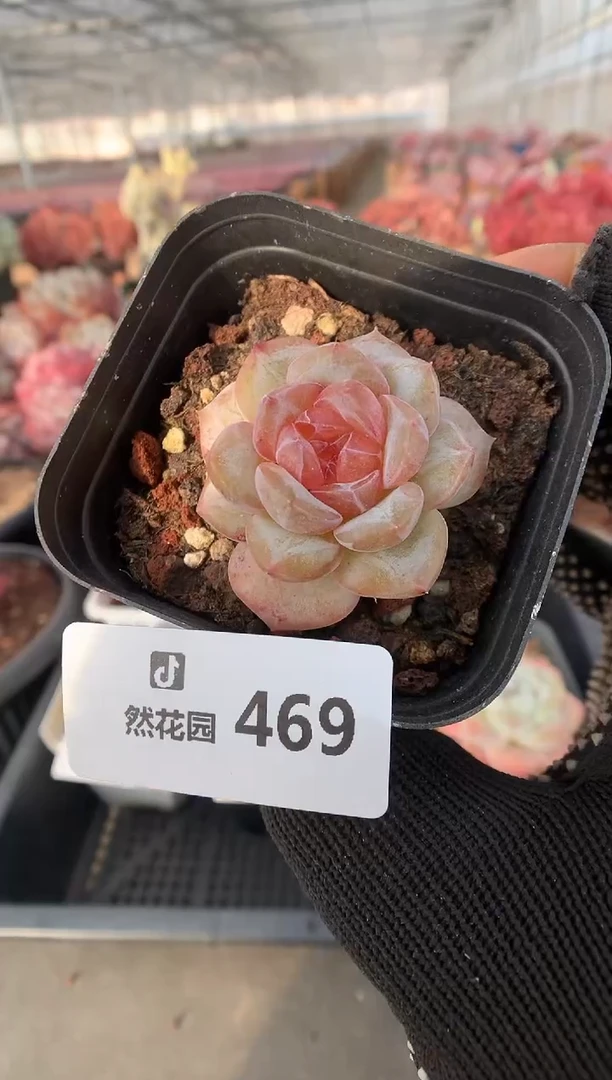 469糖心多肉植物一物一拍