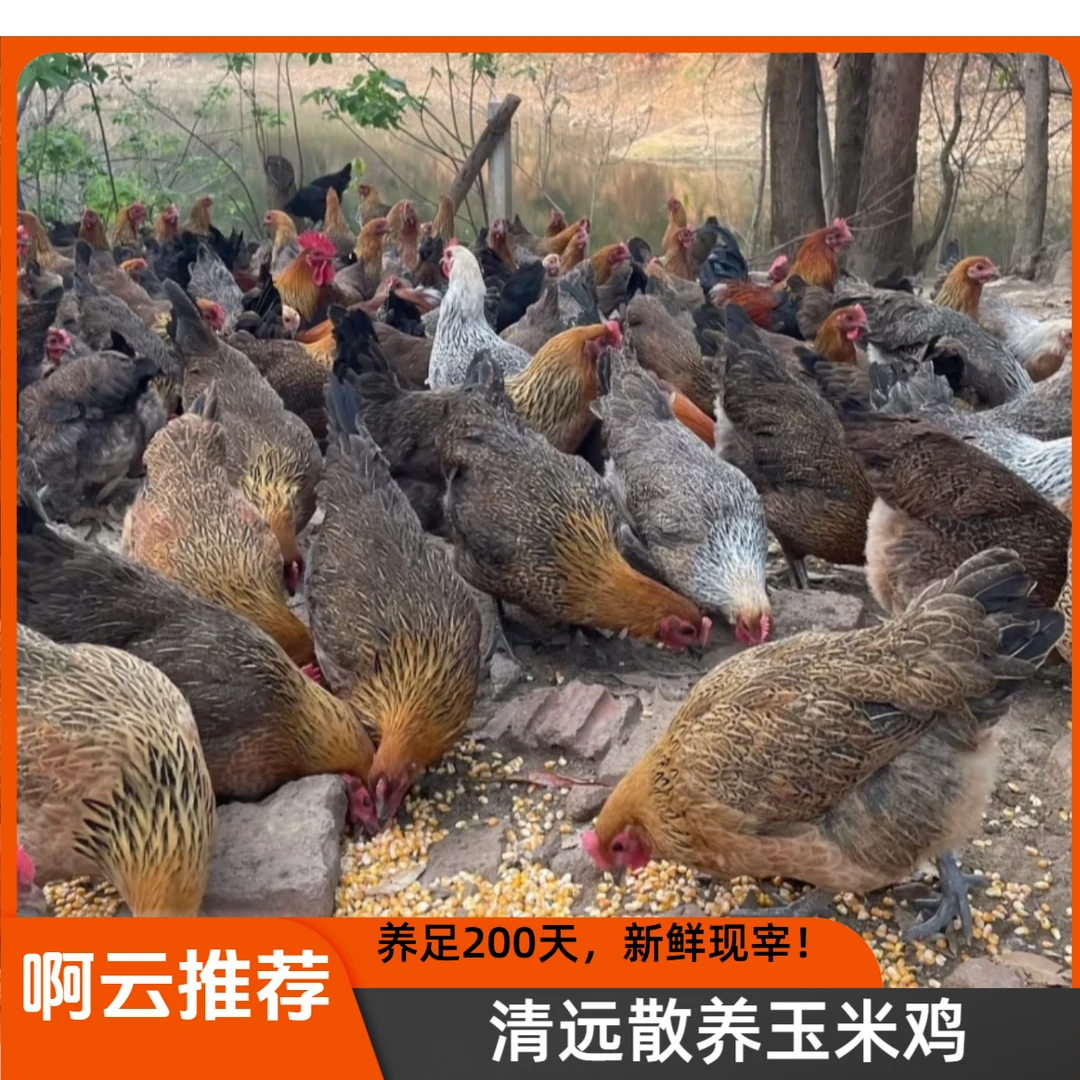 【2只】（啊云推荐）清远阳山走地鸡玉米鸡项养足200天3-3.5斤