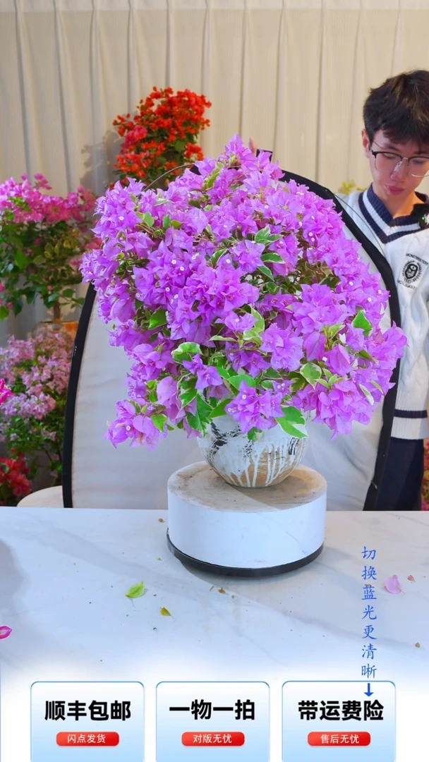 大部分开放少量花苞银边水仙紫