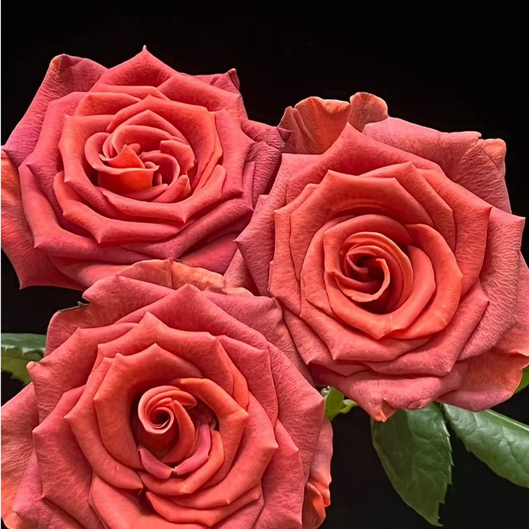 （牛牛甄选）AA级曼舞单头玫瑰 云南基地现采现发 一单也包邮