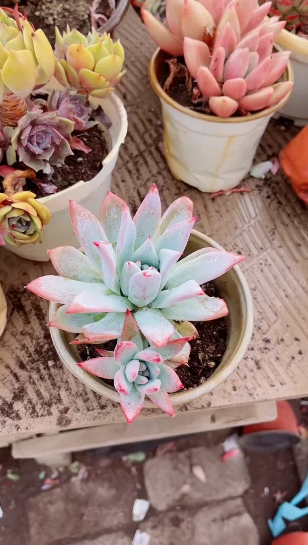 ?*B14084多肉植物一物一拍