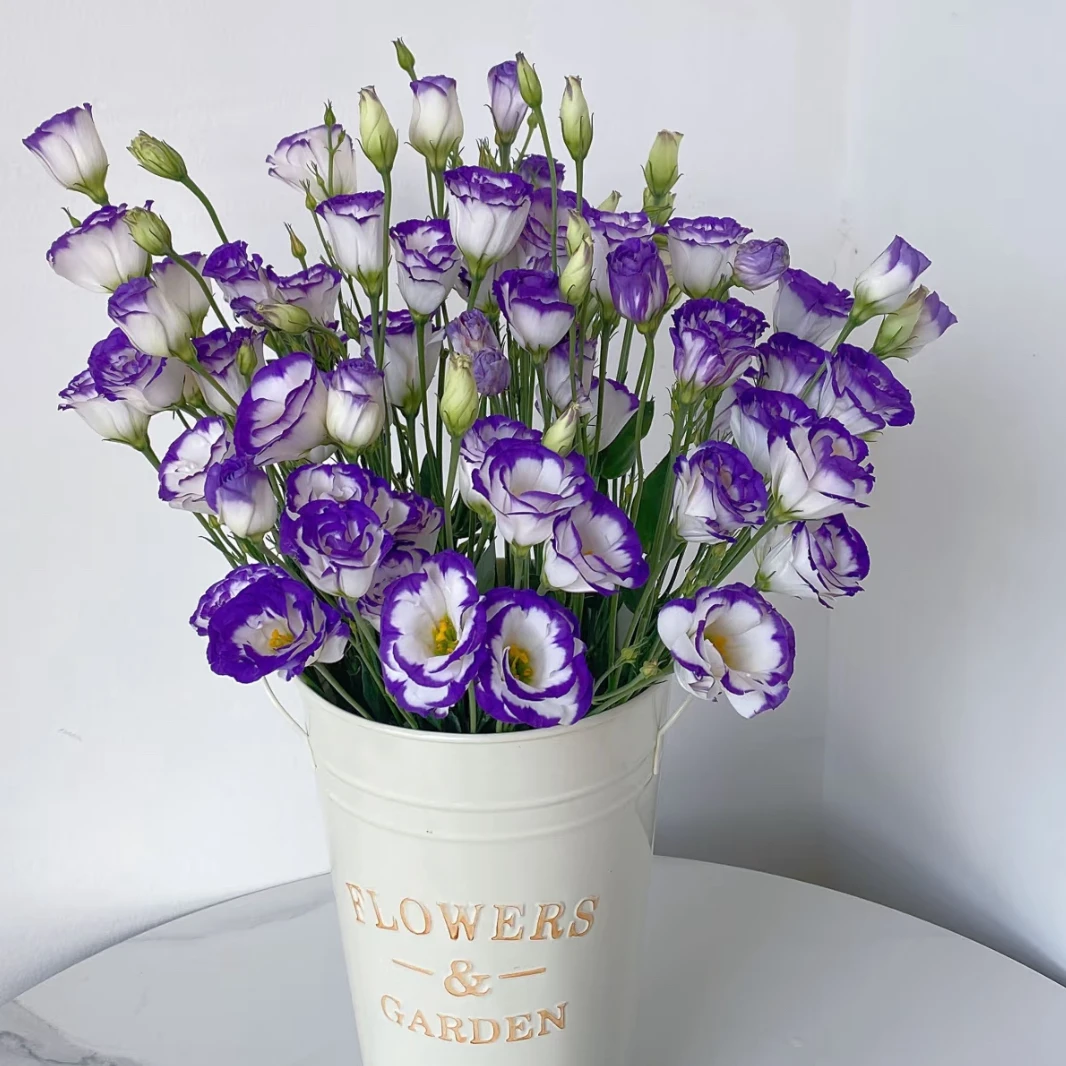 【紫边洋桔梗AK】500-600克左右无刺玫瑰|全场任意满两单升级快递