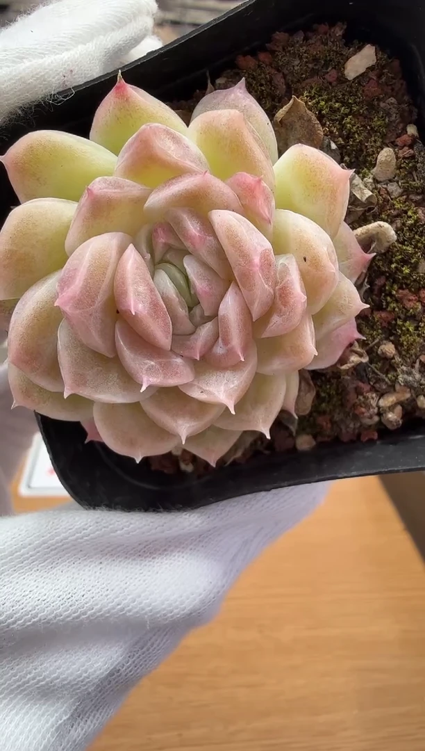 东云多肉园二店-154